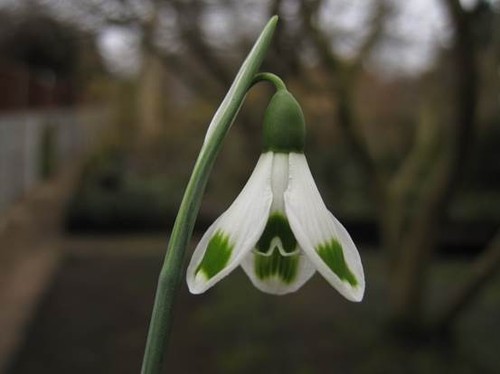Galanthus turncoat a - turncoat, fine