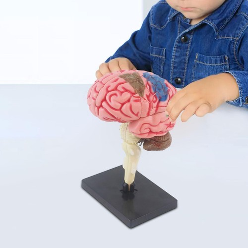 Human brain model easy use - human, to