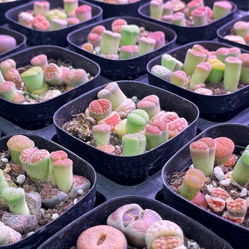 Clearance sale lithops living - lithops,