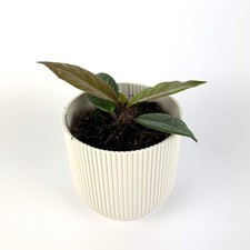 Hoya Carnosa Stardust 10.5cm