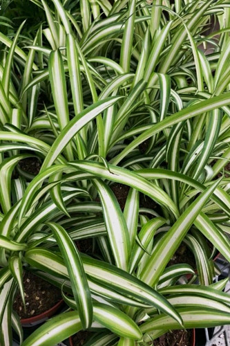 Variegated spider grass - 2,