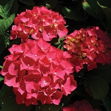 Hydrangea shrub red - shrub, flowers