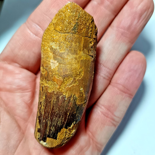 Chunky cretaceous fossil - chunky,