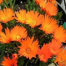 3 x Lampranthus 'Orange '