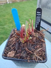 Sarracenia Flava Red tube x