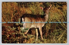 R783347 Fallow Deer J Salmon Sevenoaks Eng