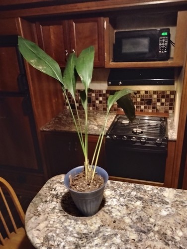 Aspidistra cast iron plant - aspidistra,