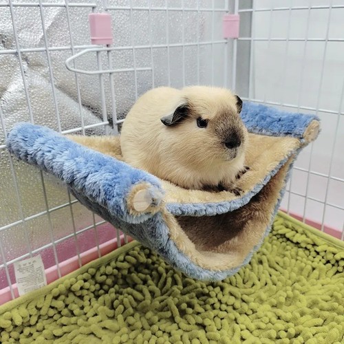 Ferret rat squirrel pet - ferret, bird