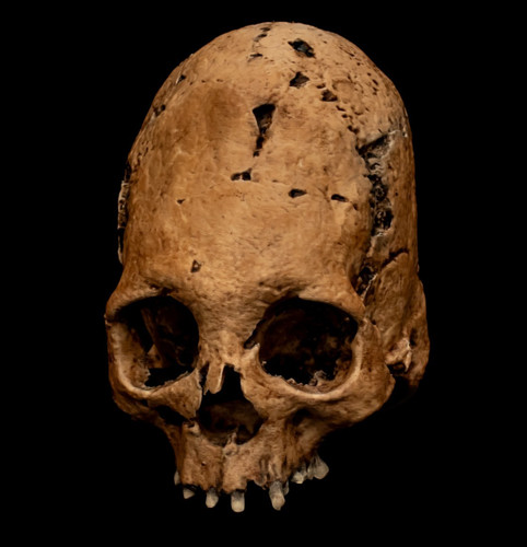 Human skull replica life - replica, size