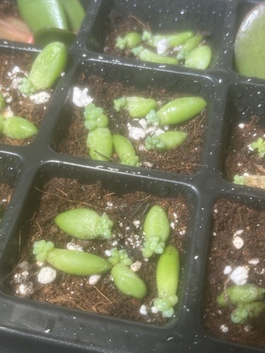 Sedum morganianum burrito - sedum,