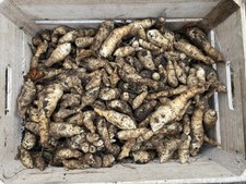 25 organic Jerusalem artichoke