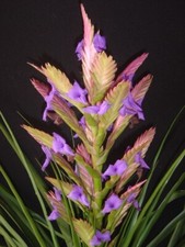 TILLANDSIA "CREATION"  Superb Award winning Tillandsia Plant. Gorgeous!