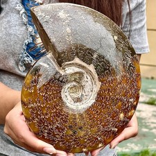 3.63LB Rare natural Natural conch fossil specimens of Madagascar