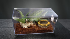 TARANTULA/SCORPION, REPTILE ENCLOSURE ,NEW STYLE JUST AVAILABLE 