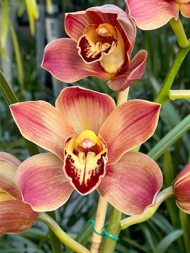 Cymbidium barrita inflamed - cymbidium,