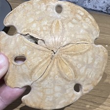 Sand Dollar Sea Fossil Marine
