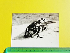 PHOTOGRAPHY BEE VESPA 60s 70s