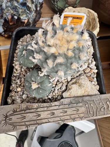 Ariocarpus astrophytum - ariocarpus,