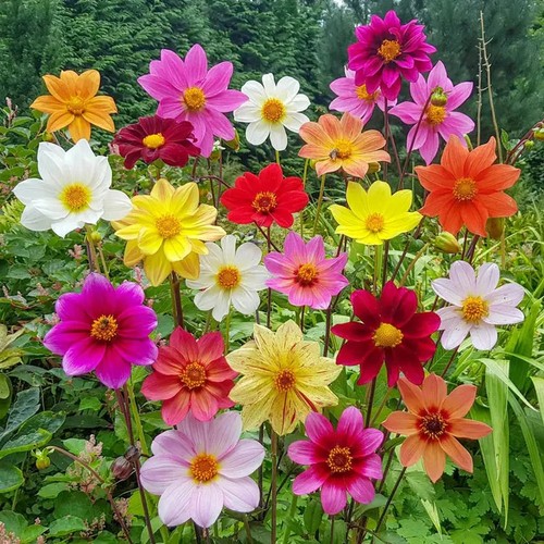 Dahlia bee friendly wildlife - dahlia,