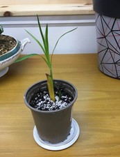 UMBRELLA PLANT - Cyperus -established & well rooted - E