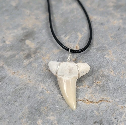 Fossilized sharks tooth - sharks,