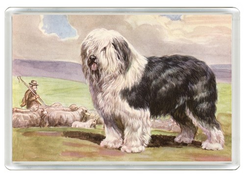 Old english sheepdog dog - sheepdog,