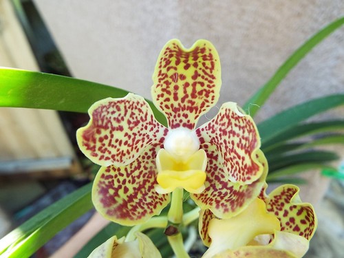 Rare vanda chao - rare,