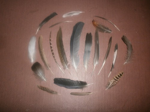 Natural birds feathers - 20, free