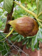 1x Brown Turkey Fig Tree Cutting  (With Roots)