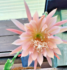Epiphyllum Hybrid Plant