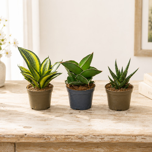Mini snake plants - 3,