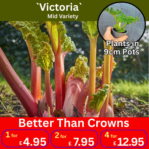 Victoria rhubarb plants late - rhubarb,