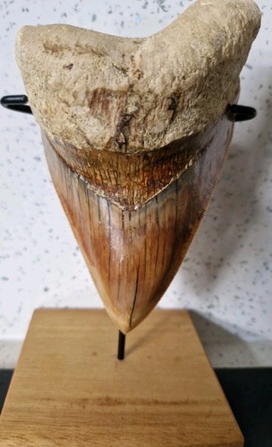 Megalodon shark tooth - , fossil