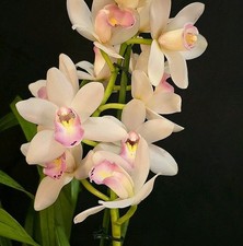 Cymbidium Pink Lip. Compact
