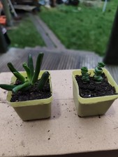 2x Plants - Money Tree Jade