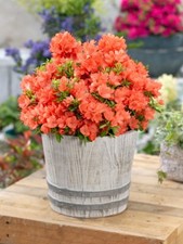 [x1] Dwarf Japanese Azalea  | Orange | Evergreen Shrubs | P9 Pot