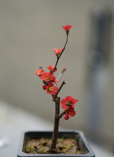 Japanese chaenomeles bonsai - japanese,