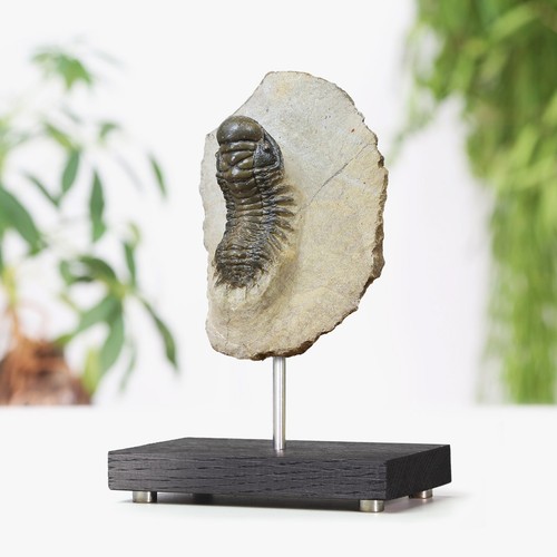 Reedops trilobite bespoke - trilobite,