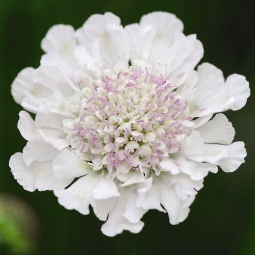 Scabious plugs perennial - scabious,