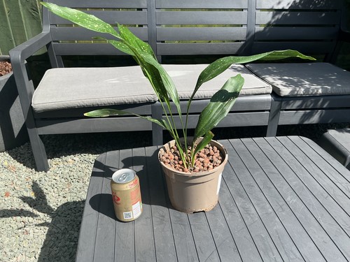 Aspidistra milky way - milky, speckled