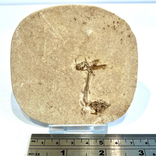 Fossil fish dastilbe - fish, &
