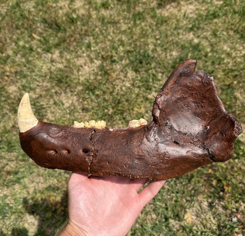 Fossil cave bear ursus - xl,