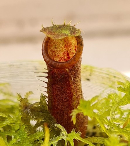 Nepenthes lingulata barisan - lingulata,