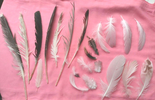 Free fallen real feathers - x, 25