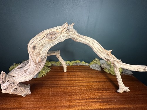 Large manzanita - 25”,