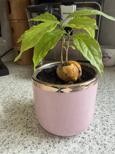Avocado plant unusual - avocado,