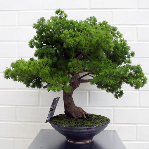 50cm artificial luxury - artificial, pine