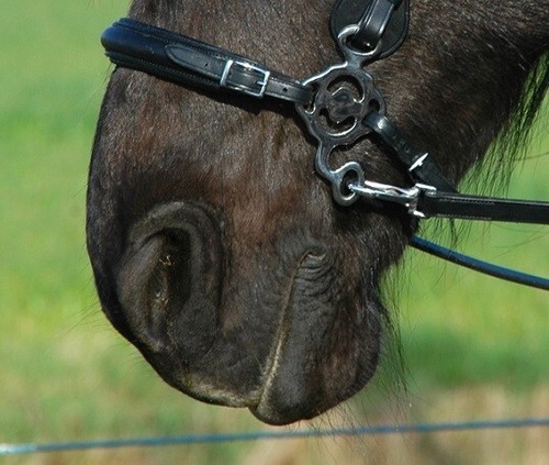 Calli love hackamore bitless - love,