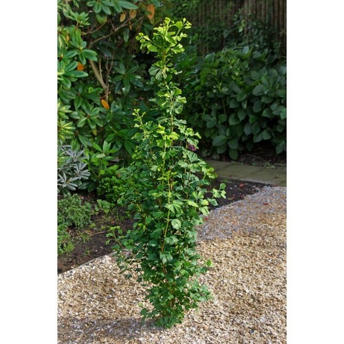 Ginkgo biloba menhir - biloba,