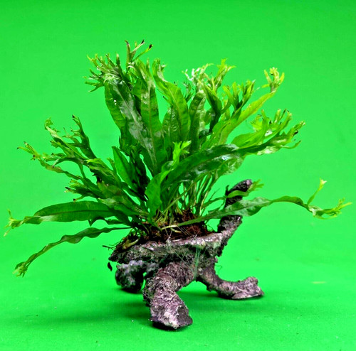 Java fern windelov - java,